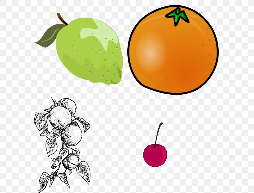 Apricot Download Clip Art, PNG, 600x624px, Apricot, Apple, Artwork, Citrus, Coloring Book Download Free