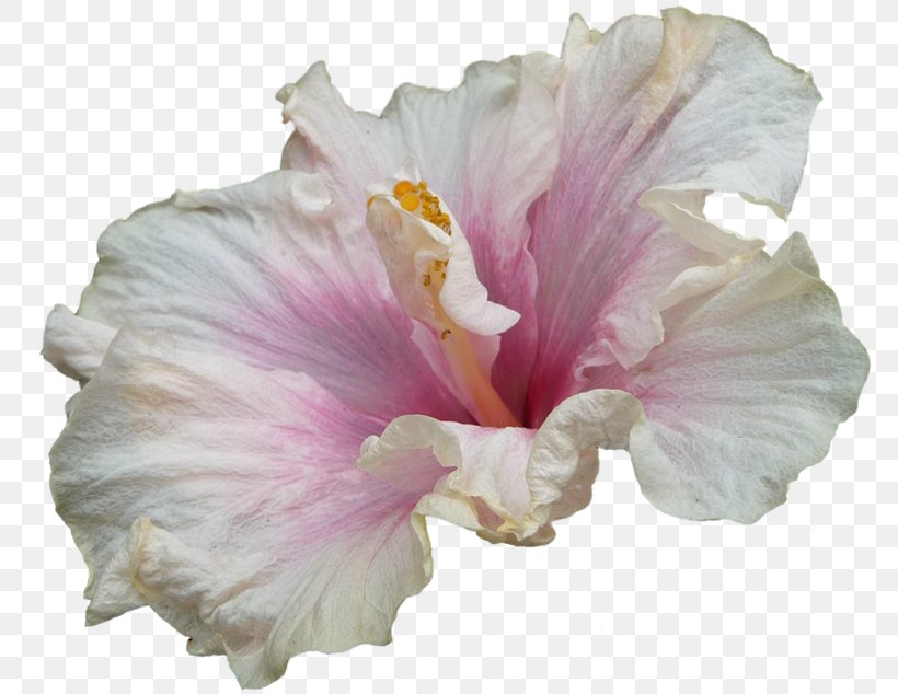 Hibiscus Clip Art, PNG, 772x634px, Hibiscus, Blog, Digital Image, Flower, Flowering Plant Download Free