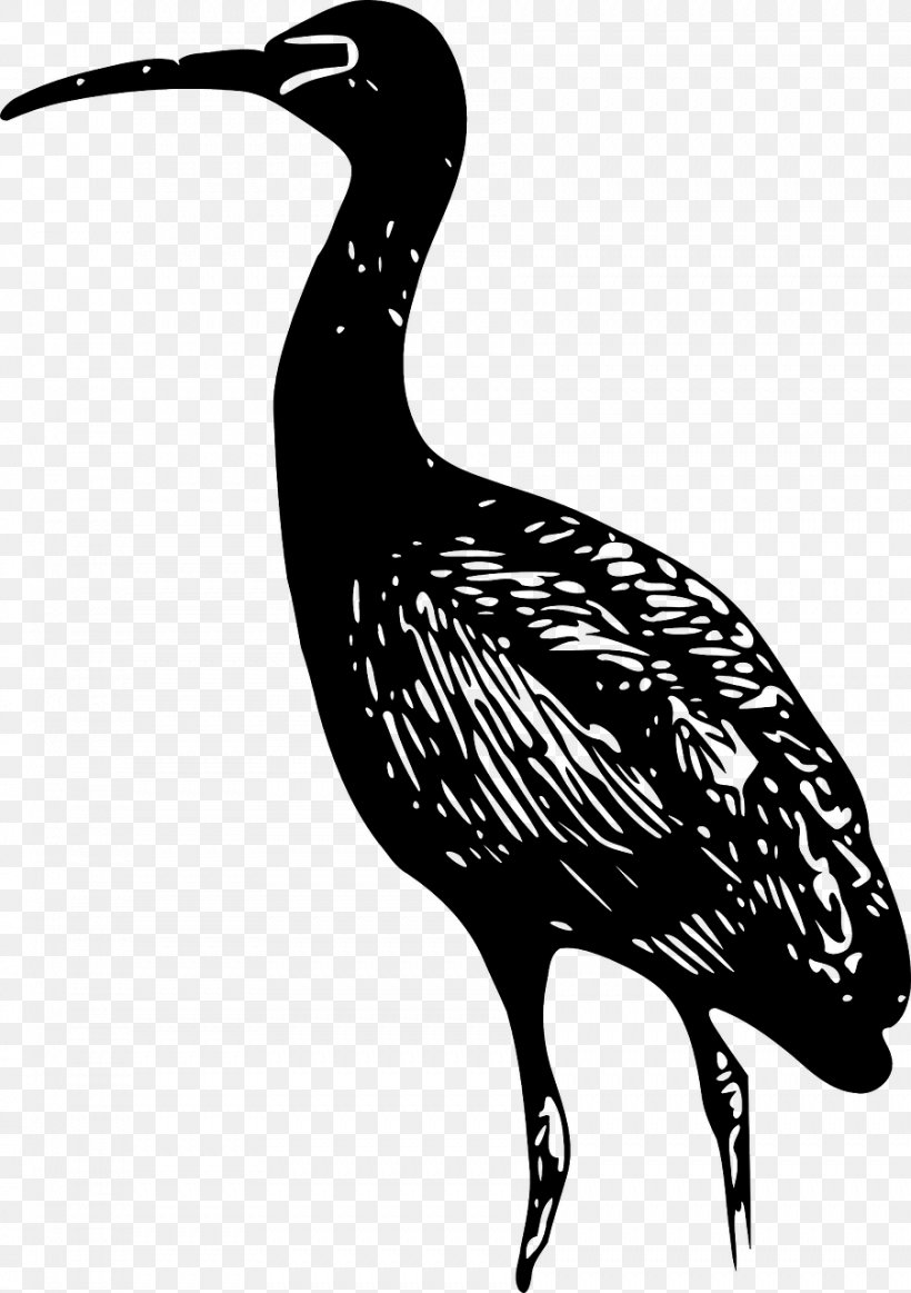 Ibis Line Art Clip Art, PNG, 902x1280px, Ibis, African Sacred Ibis, Beak, Bird, Black And White Download Free