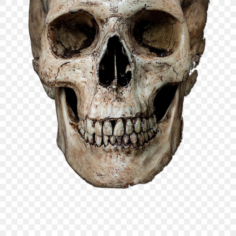 Skull Stock Photography Royalty-free Human Skeleton, PNG, 1501x1501px, Skull, Bone, Fotosearch, Human Skeleton, Jaw Download Free