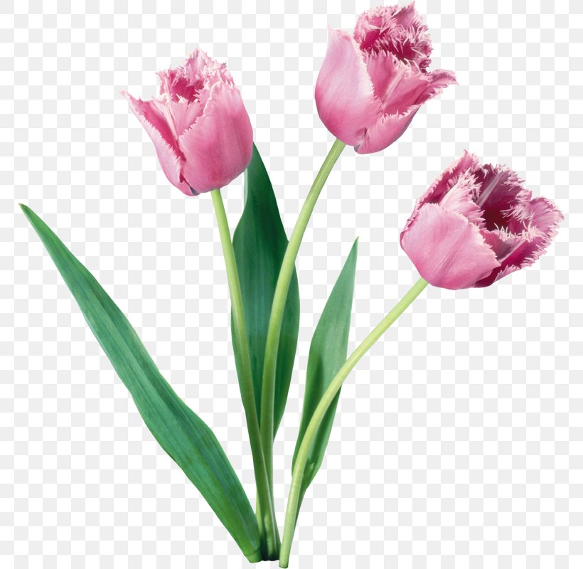 Tulips In A Vase Flower Rose Clip Art, PNG, 769x800px, Tulip, Bud, Cut Flowers, Floral Design, Flower Download Free