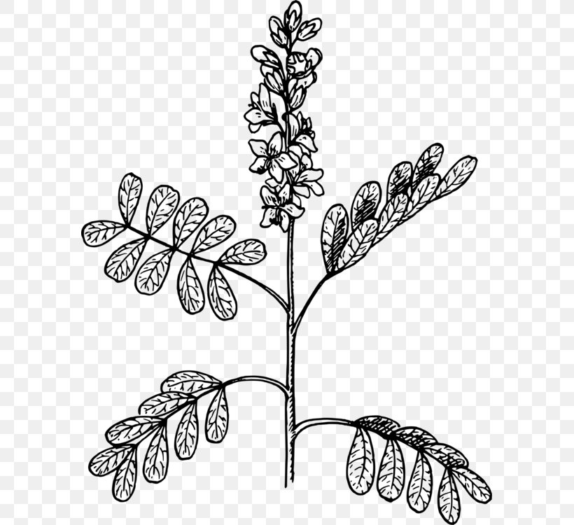 Visual Arts Plants Plant Stem, PNG, 587x750px, Art, Blackandwhite, Botany, Branch, Drawing Download Free