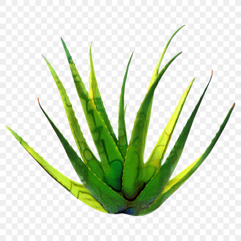 Aloe Vera Leaf, PNG, 1100x1100px, Aloe Vera, Agave, Agave Azul, Aloe, Aloes Download Free