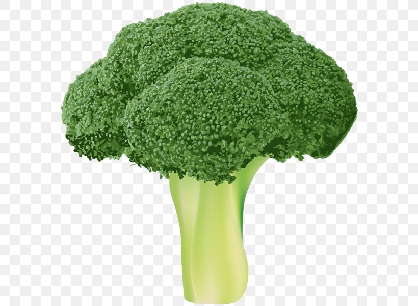 Broccoli Vegetable Clip Art, PNG, 590x600px, Broccoli, Bitmap, Cabbage, Cauliflower, Grass Download Free