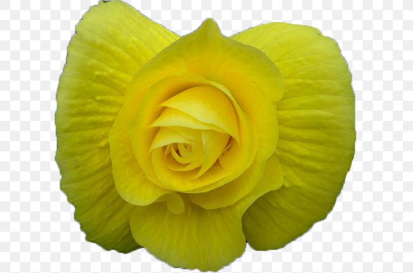 Garden Roses Flower Bouquet Animation GIF, PNG, 629x542px, Garden Roses, Animation, Begonia, Cut Flowers, Flower Download Free