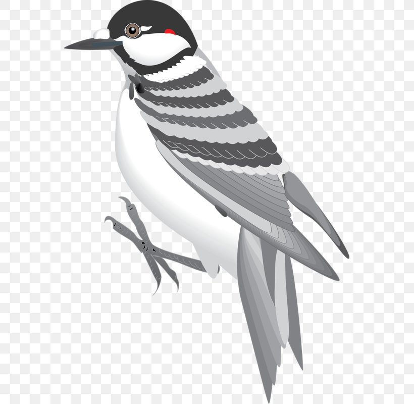 Bird Eurasian Tree Sparrow, PNG, 565x800px, Bird, Animal, Au File Format, Beak, Cuculiformes Download Free