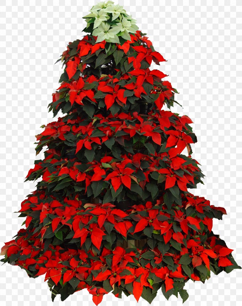 Christmas Tree, PNG, 1643x2078px, Christmas Tree, Christmas, Christmas Day, Christmas Decoration, Christmas Eve Download Free