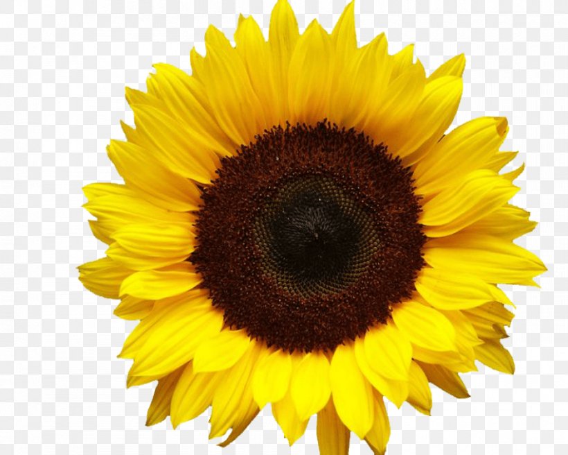 Clip Art Common Sunflower Image Transparency, PNG, 850x680px, Common Sunflower, Daisy Family, Flower, Flowering Plant, Image File Formats Download Free