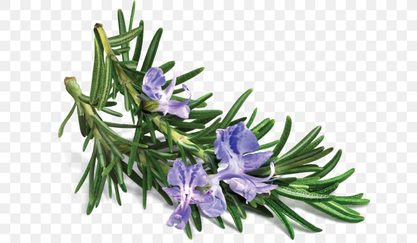 Rosemary Essential Oil Extract Herb, PNG, 642x478px, Rosemary, Essential Oil, Extract, Flavor, Flower Download Free