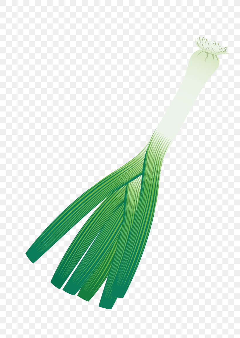 Scallion Allium Fistulosum Onion, PNG, 768x1152px, Scallion, Allium Fistulosum, Chives, Designer, Grass Download Free