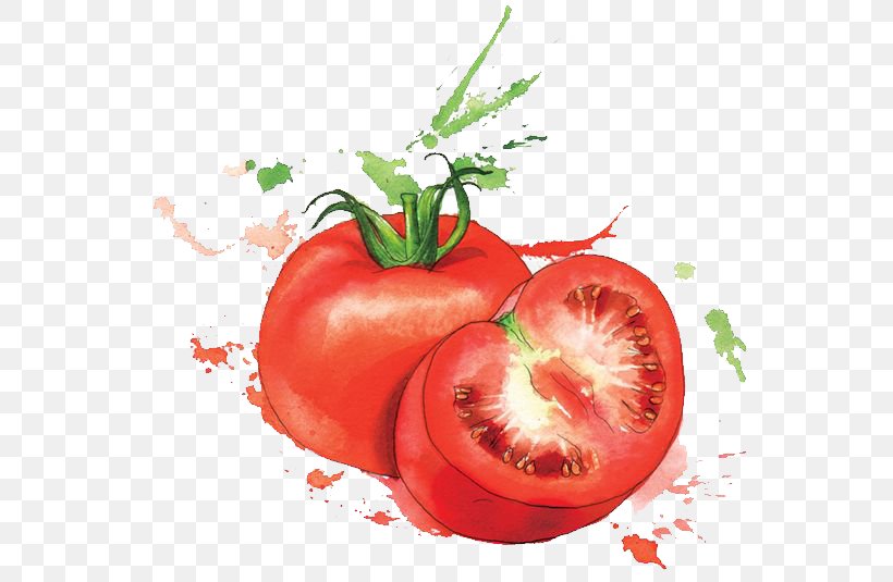 Watercolor Painting Food Art Illustration, PNG, 564x535px, Watercolor Painting, Art, Bush Tomato, Danielle Noce, Diet Food Download Free