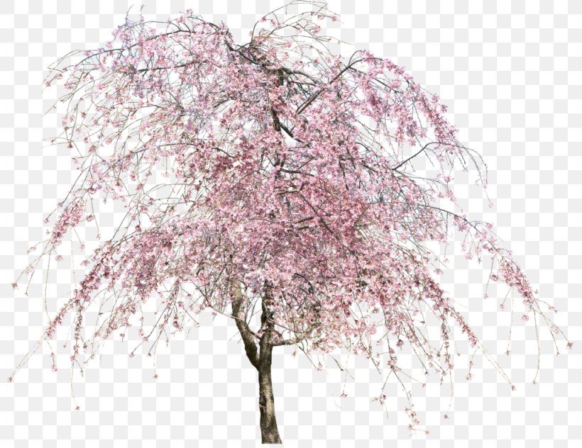 Cherry Blossom Tree, PNG, 1024x790px, Cherry Blossom, Blossom, Branch, Cherry, Flower Download Free