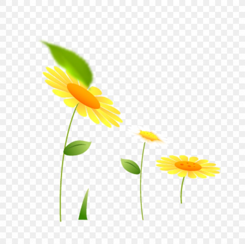 Common Sunflower, PNG, 2362x2362px, Common Sunflower, Daisy Family, Flora, Floral Design, Flower Download Free