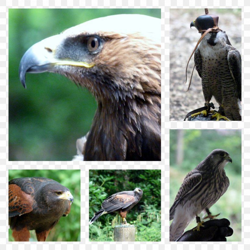 Eagle Buzzard Hawk Ecosystem Fauna, PNG, 1600x1600px, Eagle, Accipitriformes, Beak, Bird, Bird Of Prey Download Free