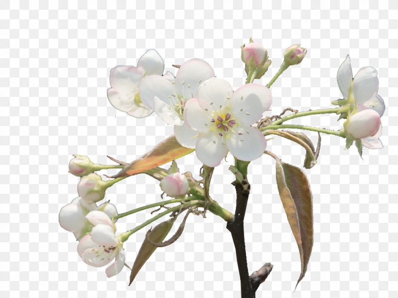 Floral Design Spring Cut Flowers Cherry Blossom, PNG, 1024x768px, Floral Design, Blossom, Branch, Cherry, Cherry Blossom Download Free