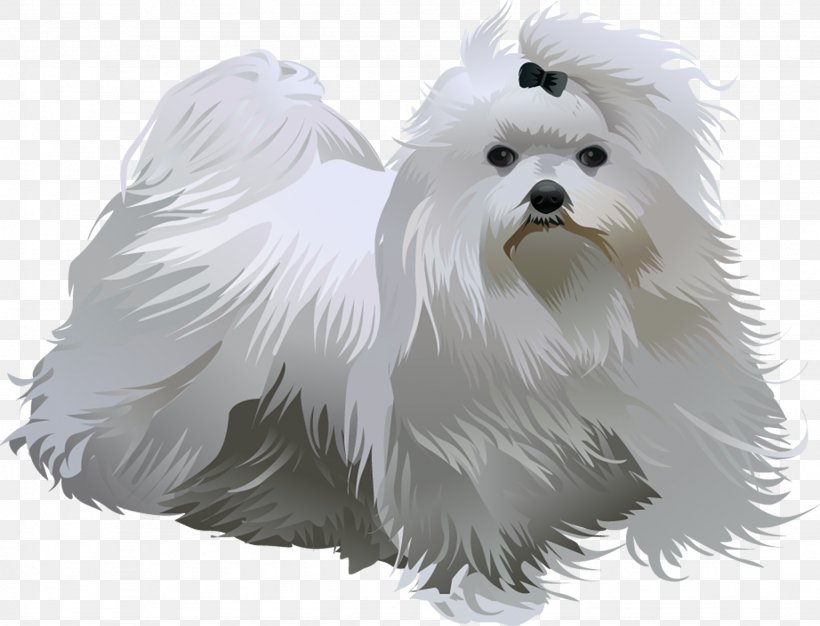 Maltese Dog Havanese Dog Little Lion Dog West Highland White Terrier Dog Breed, PNG, 1538x1176px, Maltese Dog, Animal, Bichon, Bichon Frise, Black And White Download Free