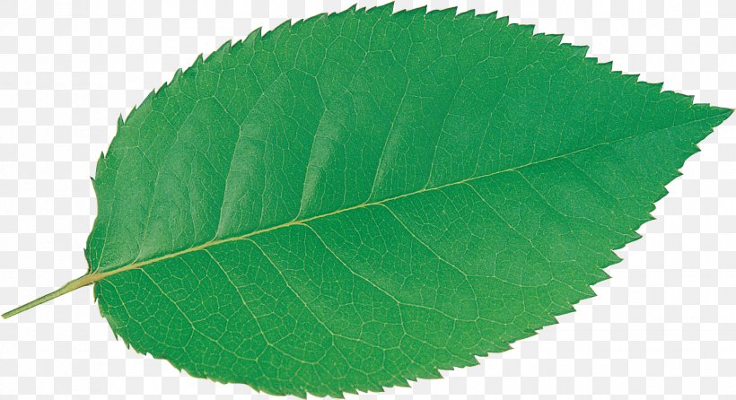 Plant Leaf, PNG, 1831x996px, Plant, Green, Leaf Download Free