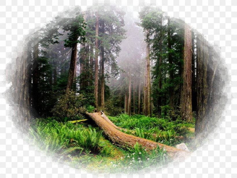 Redwood National And State Parks Sequoia National Park Olympic National Park Yosemite National Park Chandelier Tree, PNG, 980x735px, Redwood National And State Parks, Biome, Chandelier Tree, Coast Redwood, Crescent City Download Free