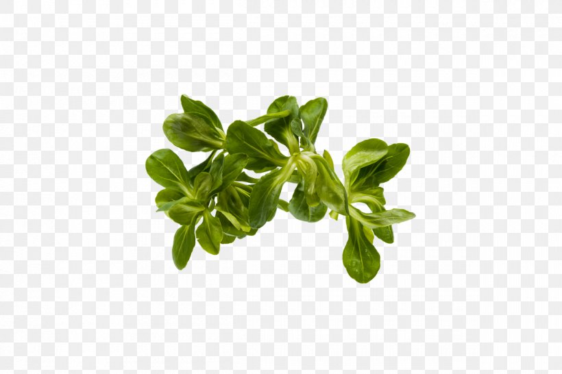 Basil Leaf Vegetable Herb Lettuce, PNG, 1200x800px, Basil, Beefsteak Plant, Beetroot, Chard, Common Beet Download Free