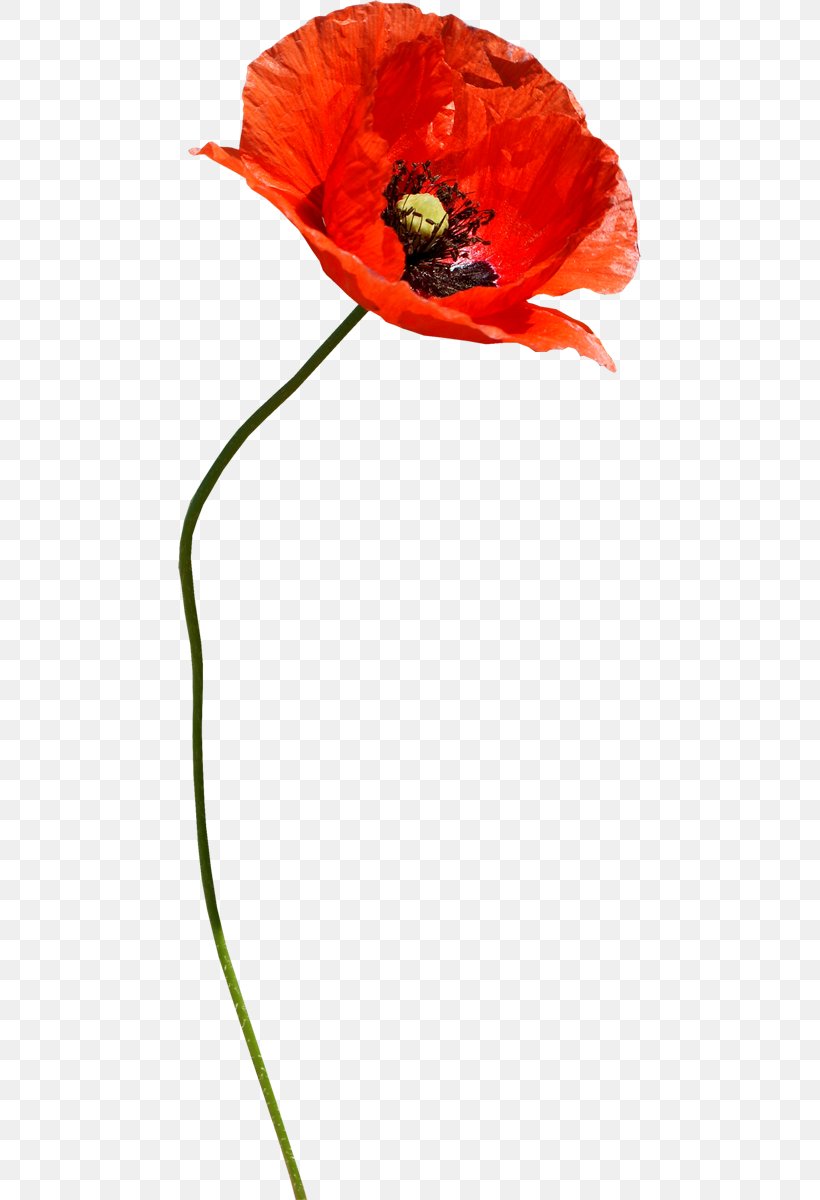 Common Poppy Flower, PNG, 463x1200px, Common Poppy, Bud, Coquelicot, Flower, Flowering Plant Download Free