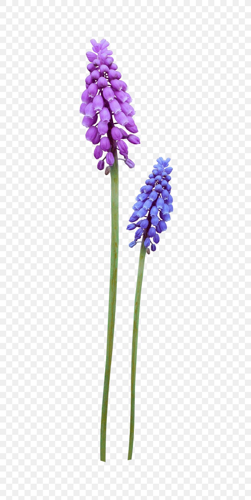 Flower Violet Purple, PNG, 700x1633px, Flower, Flora, Flowering Plant, Hyacinth, Lavender Download Free