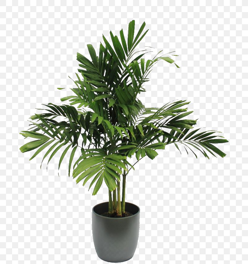Houseplant Tree Soil, PNG, 706x872px, Houseplant, Arecaceae, Arecales, Artificial Flower, Evergreen Download Free