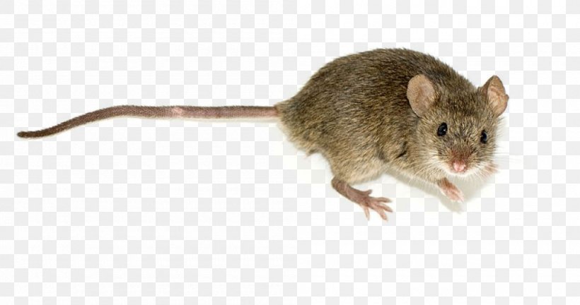 Rodent House Mouse Wood Mouse Pest Trapping, PNG, 1000x527px, Rodent, Bait, Black Rat, Dormouse, Fauna Download Free