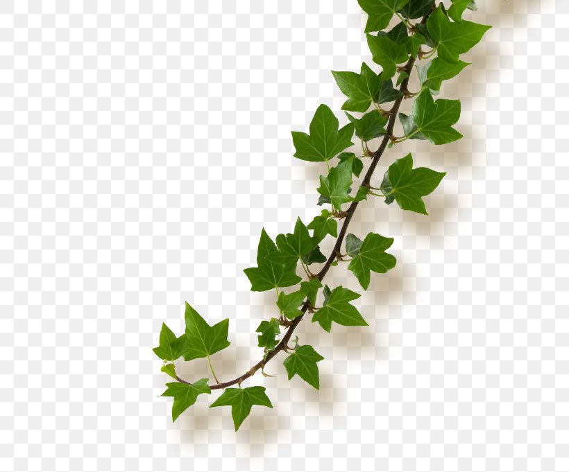 Common Ivy Histoires Naturelles Flower Plant Stem Paper, PNG, 816x681px, Common Ivy, Adhesive, Branch, Florist, Flower Download Free