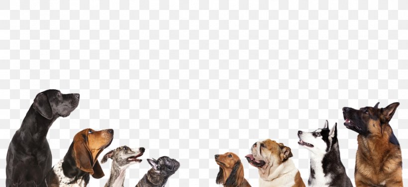 Dog Grooming Pet Sitting Puppy, PNG, 978x450px, Dog, Breed, Breeder, Carnivoran, Dog Breed Download Free