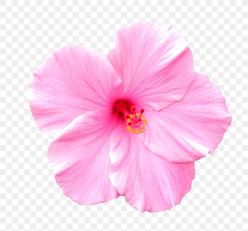 Pink Flowers Rose Clip Art, PNG, 800x765px, Flower, Annual Plant, China Rose, Chinese Hibiscus, Color Download Free