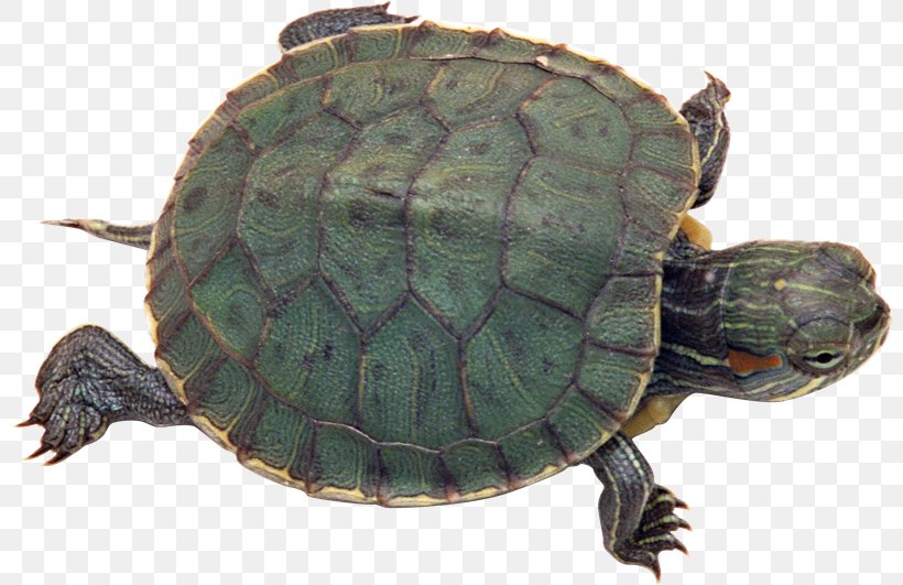 Turtle Reptile Red-eared Slider Light Pet, PNG, 800x531px, Turtle, Animal, Box Turtle, Cangkerang, Chelydridae Download Free
