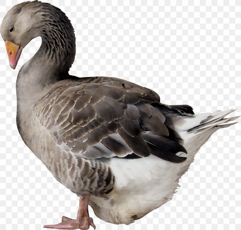 Duck Goose Feather Fauna Beak, PNG, 2865x2728px, Duck, American Black Duck, Beak, Bird, Ducks Geese And Swans Download Free