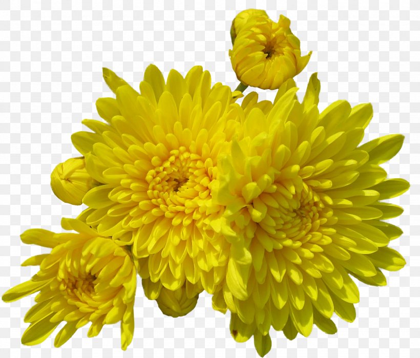 Flower Digital Image Clip Art, PNG, 1332x1137px, Flower, Chrysanthemum Coronarium, Chrysanths, Cut Flowers, Dahlia Download Free
