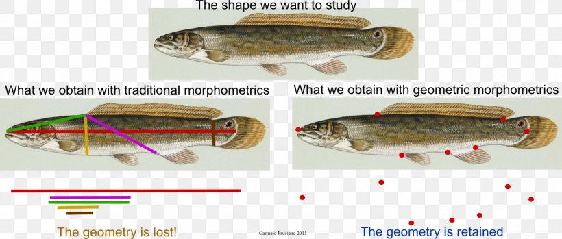 Geometric Morphometrics In Anthropology Geometry Fish Sardine, PNG, 1325x565px, Morphometrics, Bait, Diversity Of Fish, Ecology, Fauna Download Free