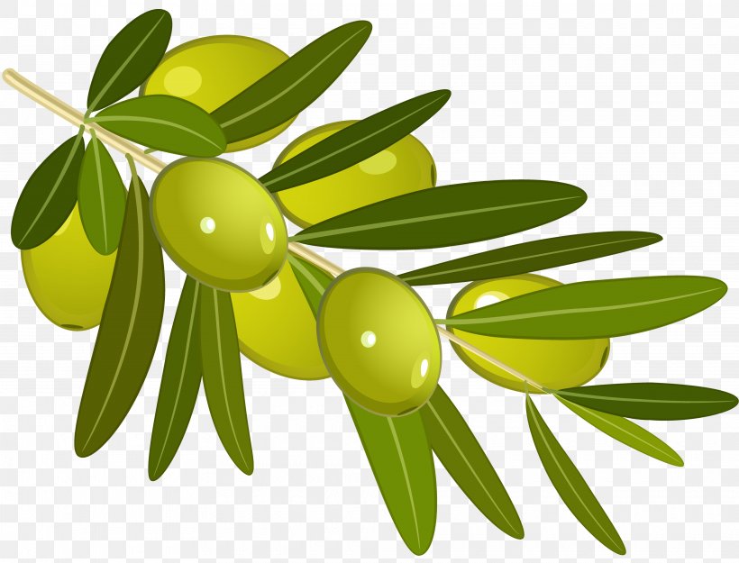 Olive Branch Olive Oil Clip Art, PNG, 3840x2929px, Olive, Drawing, Flowering Plant, Food, Fruit Download Free