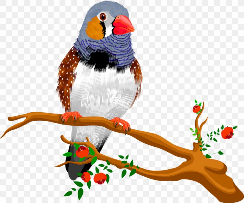 Robin Bird, PNG, 929x772px, Bird, Animal, Beak, Branch, Budgerigar Download Free