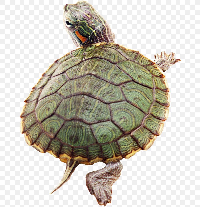 Turtle Reptile Desktop Wallpaper, PNG, 670x849px, Turtle, Box Turtle, Box Turtles, Chelydridae, Emydidae Download Free