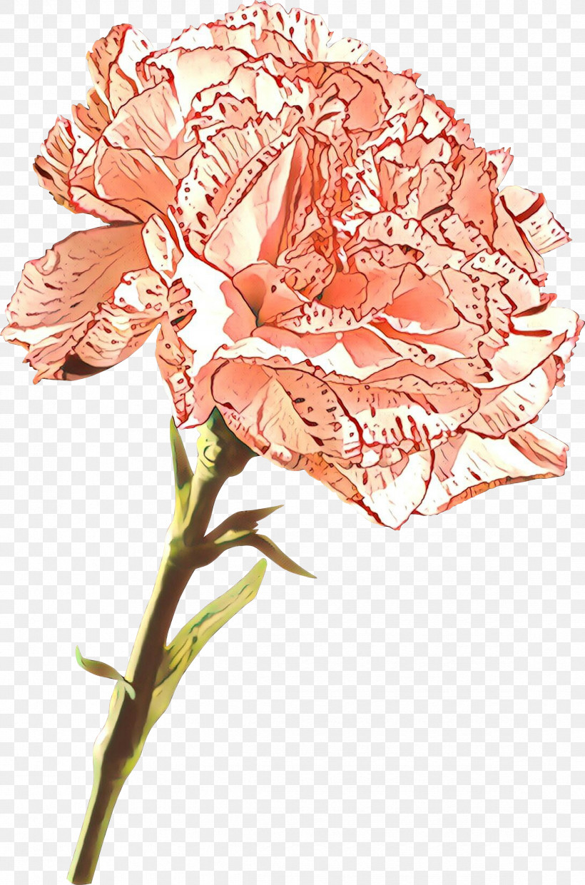 Flower Cut Flowers Plant Pink Plant Stem, PNG, 2342x3543px, Flower, Carnation, Cut Flowers, Petal, Pink Download Free
