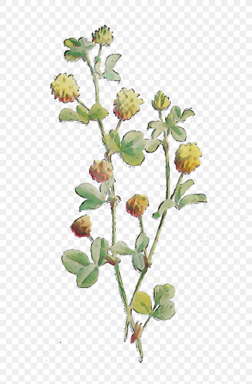 Herbaceous Plant Twig Plant Stem Flower, PNG, 1053x1604px, Herbaceous Plant, Botany, Cinquefoil, Flower, Flowering Plant Download Free