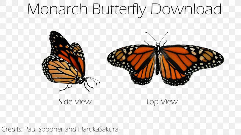 Monarch Butterfly Pieridae Brush-footed Butterflies DeviantArt, PNG, 1191x670px, Watercolor, Cartoon, Flower, Frame, Heart Download Free