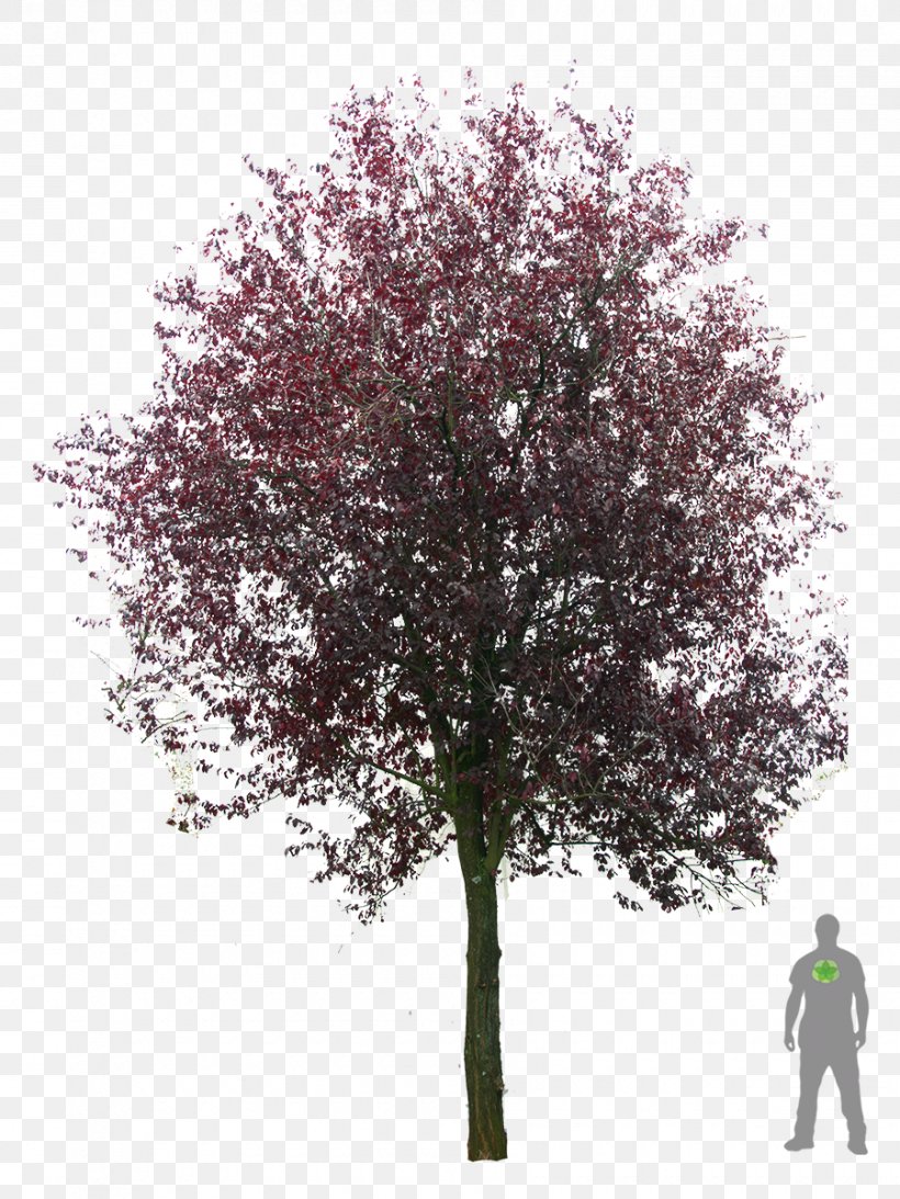 Tree Plant Populus Nigra Cherry Plum, PNG, 900x1200px, Tree, Amelanchier Arborea, Amelanchier Lamarckii, American Sycamore, Blutpflaume Download Free