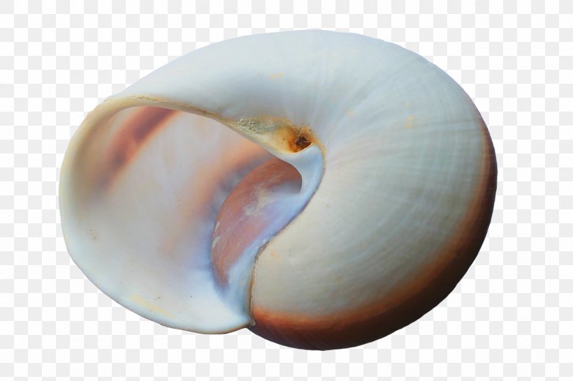 Beach Of La Concha Seashell Clam, PNG, 1280x853px, Beach Of La Concha, Beach, Caracol, Caracola, Clam Download Free