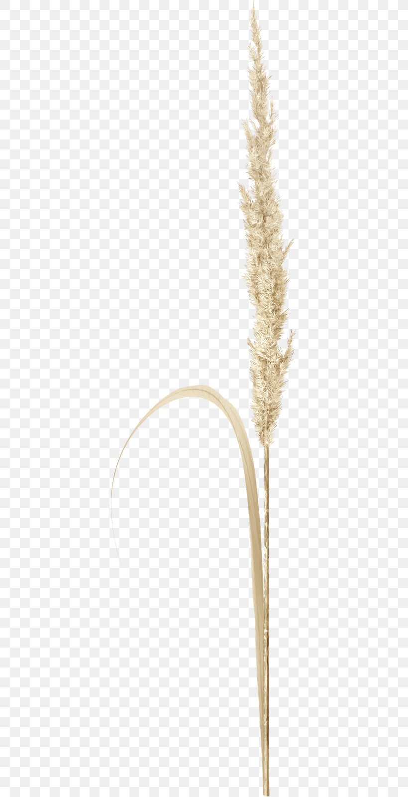 Grasses Cereal Grain Food Family, PNG, 373x1600px, Grasses, Cereal, Commodity, Family, Food Download Free