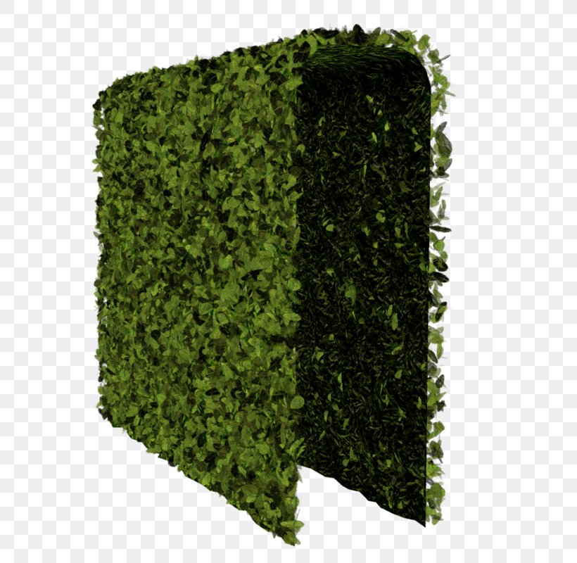 Hedge Tree Shrub, PNG, 593x800px, Hedge, Evergreen, Grass, Plant, Shrub Download Free