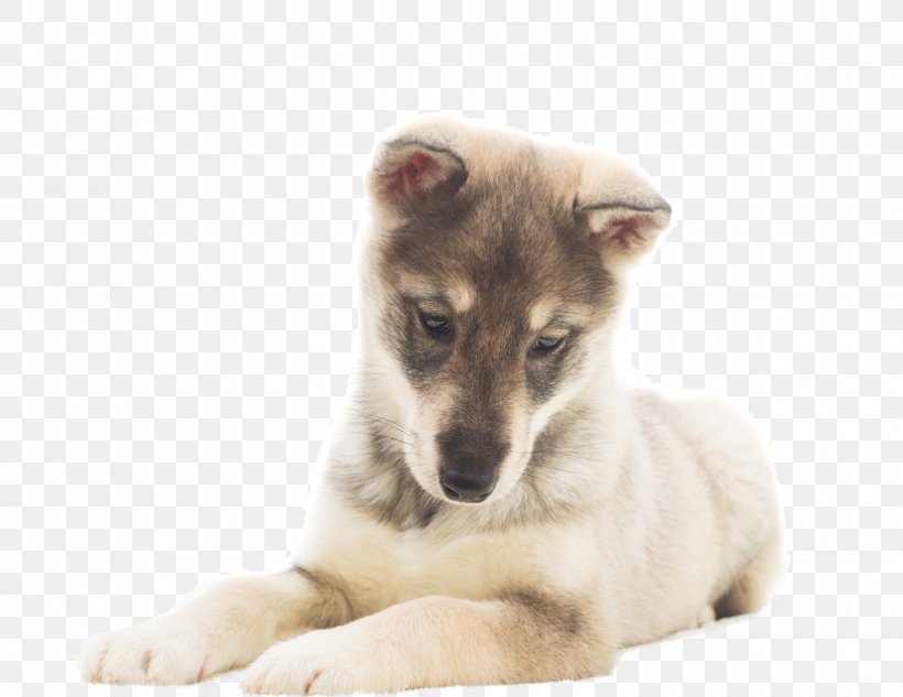 Puppy Saarloos Wolfdog Czechoslovakian Wolfdog Stock Photography, PNG, 3000x2316px, Puppy, Can Stock Photo, Carnivoran, Czechoslovakian Wolfdog, Dog Download Free
