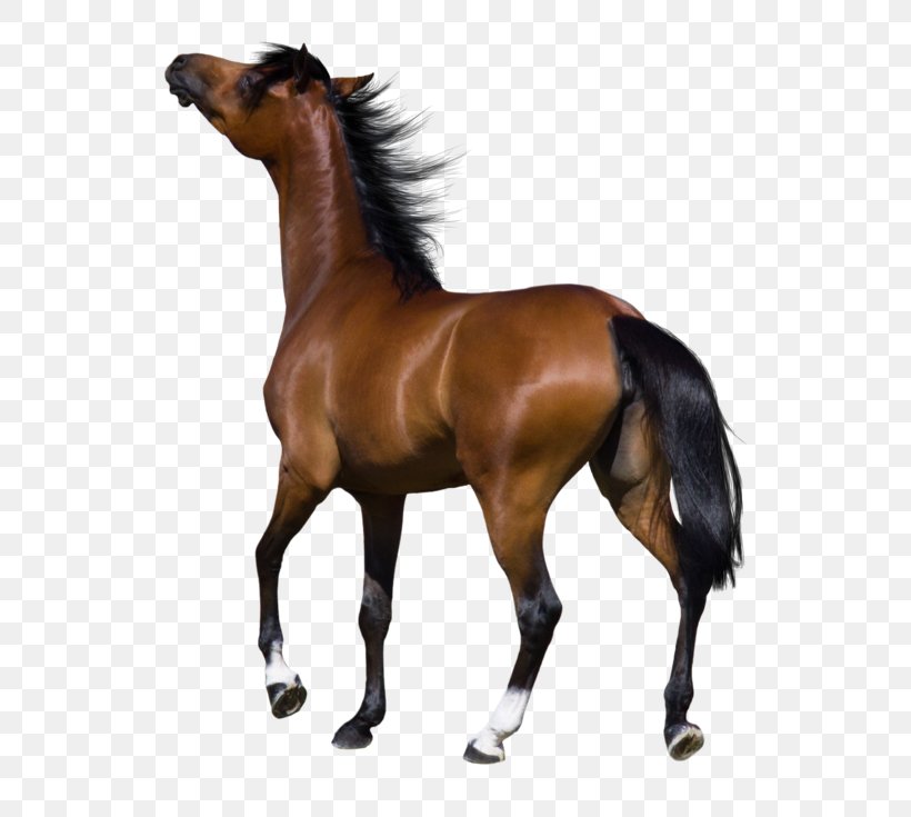 Stallion Foal Mustang Colt Animal, PNG, 600x735px, Stallion, Animal, Animal Figure, Bit, Bridle Download Free