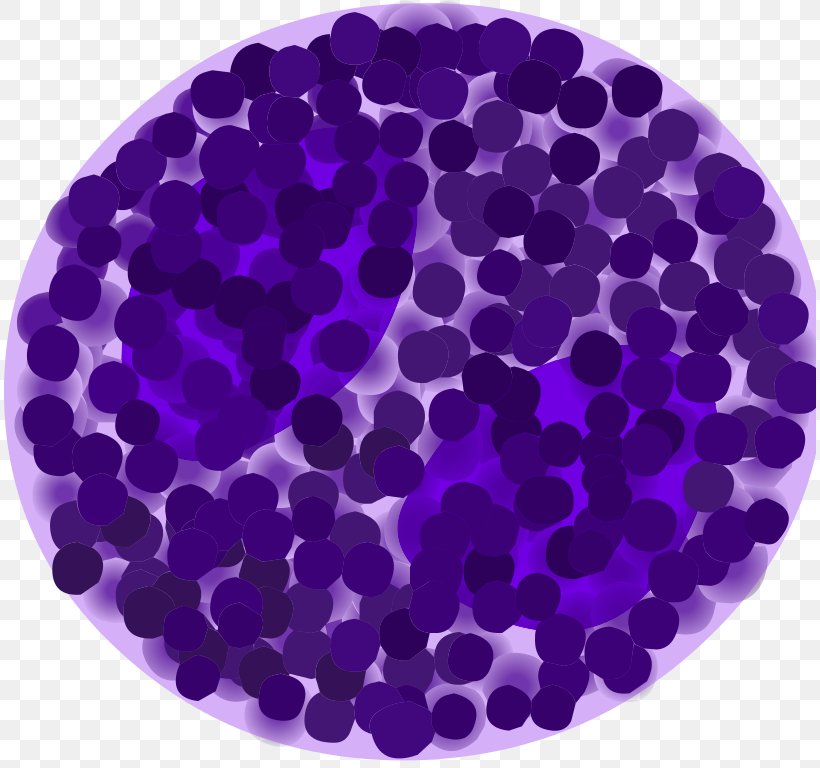 Basophil Granulocyte White Blood Cell Immune System Lymphocyte, PNG, 812x768px, Basophil, B Cell, Basophilia, Blood Cell, Cell Download Free