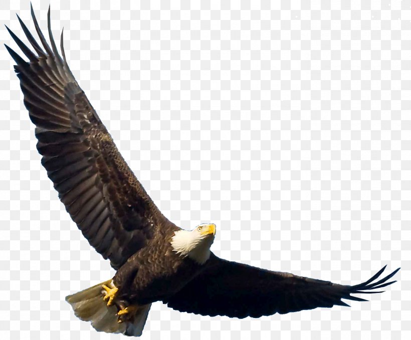 Bird Bald Eagle Flight, PNG, 1378x1142px, Bird, Accipitriformes, Bald Eagle, Beak, Bird Of Prey Download Free