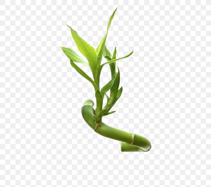 Clip Art Image Bamboo Stock Photography Royalty-free, PNG, 500x727px, Bamboo, Aquarium Decor, Flowerpot, Grass, Grass Family Download Free