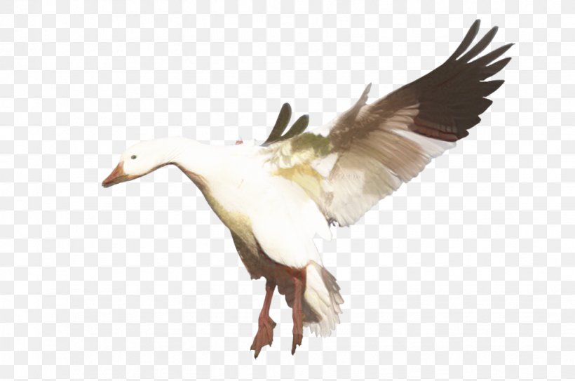 Goose Duck Swans Mallard, PNG, 1022x678px, Goose, Beak, Bird, Canada Goose, Duck Download Free